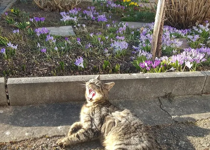 Mai Διαμέρισμα